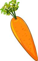 Fresh carrot, illustration, vector on white background.