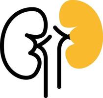 Healthy kidneys, illustration, vector on a white background.