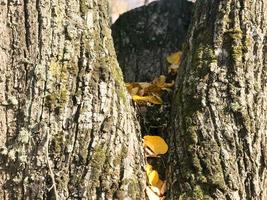 Texture of woody natural dark bark with moss and cracks and yellow leaves. The background photo