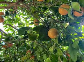 Yellow natural heavenly beautiful delicious round orange, citrus, tangerine or grapefruit on a tree branch in a warm tropical country, resort photo