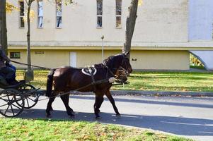 A beautiful black strong horse in harness pulls the carriage in the park on an asphalt road photo