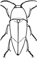 Click Beetle, Elaters, Snapping Beetles, Spring Beetles, Skipjacks., vintage illustration vector