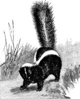 Common Skunk Mephitis, vintage illustration vector