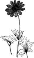 Anemone Fulgens vintage illustration. vector