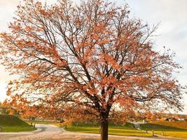 un árbol natural grande y hermoso con un tronco grueso que barre ramas, hojas de otoño caídas rojas y amarillas. paisaje de otoño foto