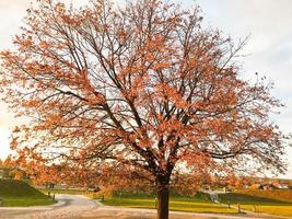 A large beautiful natural tree with a thick trunk sweeping branches, red and yellow fallen autumn leaves. Autumn landscape photo