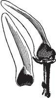 ilustración vintage de flor de chirimoya. vector