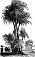 palmera datilera del éufrates inferior, ilustración vintage. vector