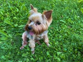 Cheerful beautiful small domestic purebred dog Yorkshire terrier sits on green grass photo