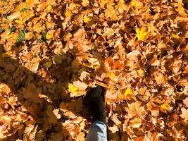 Female slender legs in jeans and boots, shoes against the background of yellow, dry, fallen autumn foliage. Multi-colored natural red and yellow leaves. The background photo