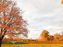 A large beautiful natural tree with a thick trunk sweeping branches, red and yellow fallen autumn leaves. Autumn landscape photo