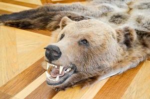 Carpet with a natural hunting trophy, scarecrow, skin of a wild brown grizzly brown bear with fangs. The background photo