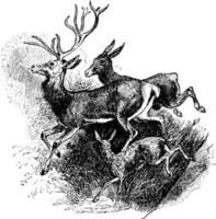 ciervo rojo, ilustración vintage. vector