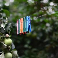 Clothespins on a rope hanging outside house and apple tree photo