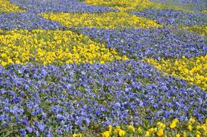 hermosos pensamientos florecientes violetas y amarillos en el jardín de primavera foto