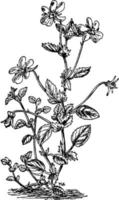 ilustración vintage de viola cornuta. vector