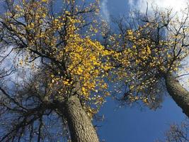 Beautiful black tall trees with yellow autumn leaves falling against a blue sky and white clouds. The background photo