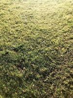 textura de hierba verde natural fresca y esponjosa, césped iluminado por el sol. el fondo foto
