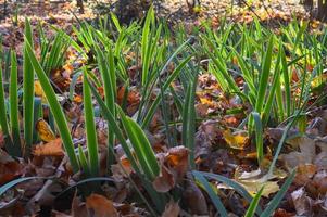 Green long fresh grass grows through a natural carpet of dry fallen autumn natural yellow orange red leaves. The background. Texture photo