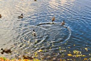 muchos patos grises nadan en el agua, en un estanque, un río, un lago con hojas amarillas de otoño foto