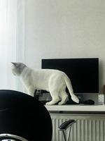 un gato blanco y delgado mira por la ventana desde la mesa. hay una computadora negra y una silla cerca. gato esponjoso con cola juega con cortinas. una mascota curiosa está esperando a sus dueños foto