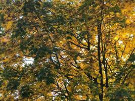 The texture of the tree with branches with yellow and red, brown colored natural autumn leaves photo