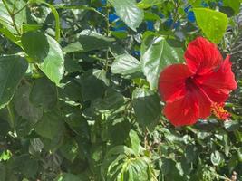 Red flower natural beautiful against the background of green leaves in a warm tropical country, resort photo