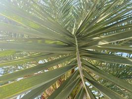 Beautiful sweeping large green palm leaves against the blue sky in a warm tropical country, resort photo