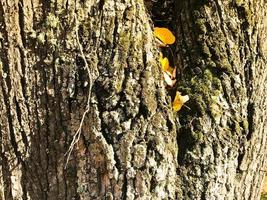 Texture of woody natural dark bark with moss and cracks and yellow leaves. The background photo