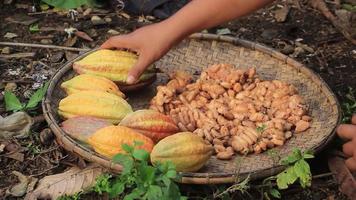 a man's hand drying cocoa pods video