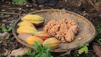 Cocoa fruit being dried on a rattan container video