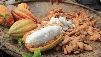 a man's hand drying cocoa pods video