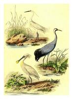 The egret, the crane, the spatuletail, vintage engraving. photo