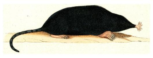 The Mole of Canada, vintage engraving. photo