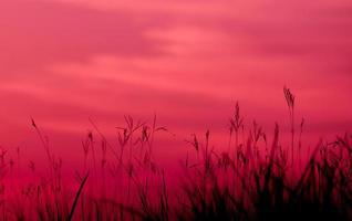 silueta de hierba hermosa puesta de sol sobre fondo de cielo rosa vista de belleza natural foto