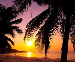 Beautiful sunset tropical beach with palm tree and pink sky for travel and vacation in holiday relax time photo