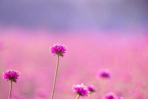 pink amaranth flower blossom on field, Beautiful growing and flowers on meadow blooming in the morning.Soft pastel on nature bokeh background photo