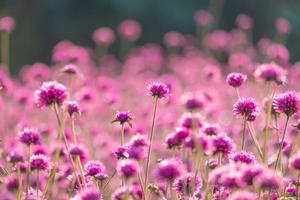 pink amaranth flower blossom on field, Beautiful growing and flowers on meadow blooming in the morning.Soft pastel on nature bokeh background photo