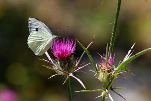 A multi-colored butterfly sits sits on a flower in a city park. photo