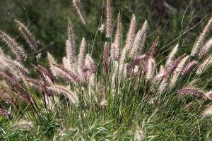 Field spikelets natural dried flowers 80 centimeters high. photo