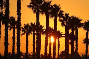 Palm trees in city park during sunrise photo