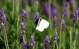 A multi-colored butterfly sits sits on a flower in a city park. photo