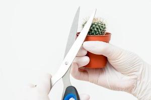 Hands cutting thorn of cactus photo