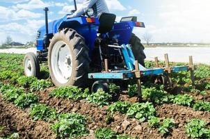 Tractor plows loosens the land of a plantation of a young Riviera variety potato. Cultivation of an agricultural crop field. Weed removal and improved air access to plant roots. Plowing land photo