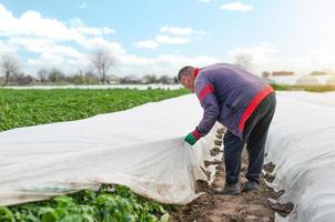 A farmer removes agrofibre from a potato plantation. Opening of young potato bushes as it warms. Hardening of plants in late spring. Greenhouse effect. Agroindustry, farming. Field work photo