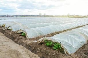 Greenhouse tunnel rows of a potato plantation covered with a plastic film. Protecting from frost. Farming technologies to reduce the risk of frostbite and weathering of crops, accelerate plant growth. photo