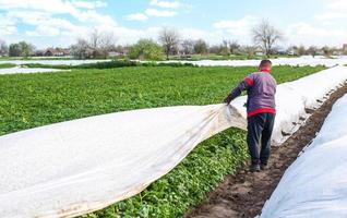 A farmer opens rows of agrofibre potato bushes in late spring. Opening of young potatoes plants as it warms. Greenhouse effect for care and protection. Agroindustry. Hardening of plants photo