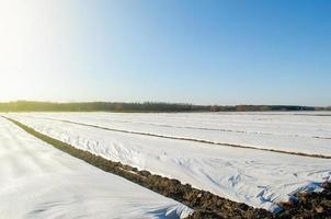 plantaciones de papa en campos de principios de primavera cubiertos con agrofibra spunbond. plantas de protección de los cambios de temperatura diarios efectos atmosféricos. efecto invernadero. tecnologias agricolas en la ganaderia foto