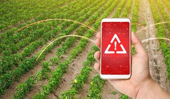 The phone warns of the danger on the sweet pepper plantation farm field. Monitoring and analysis of presence of chemicals, heavy metals, pollution, radiation or microplastics in the crop. photo