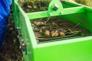 Potato tubers are dug out of ground onto a conveyor using a digger machine. Harvesting potatoes on farm plantation. Farming. Countryside farmland. Use of modern technologies in agroindustry photo